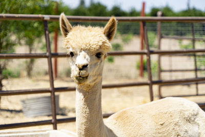 Portrait of an alpaca