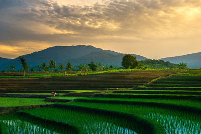 Morning view in the rice field area with farmers working