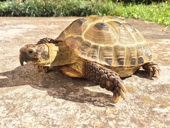 Close-up of tortoise