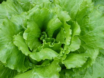 Full frame shot of fresh green leaf