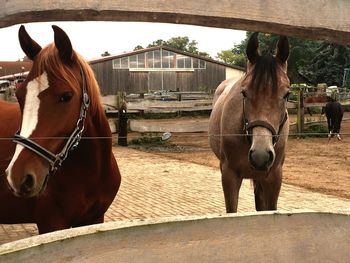 Horse in stable