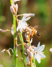 Close-up of plant against blurred background