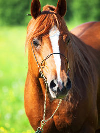 Close-up portrait of horse