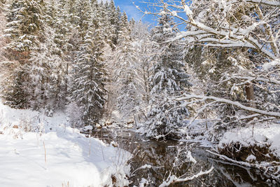 Frozen trees on snow covered field