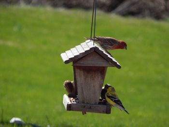 Bird perching on wooden feeder