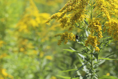 Goldenrod in bloom with a bee on it