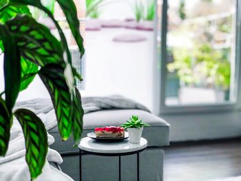 Close-up of potted plant on table at home