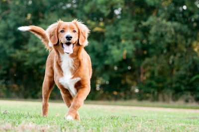 Portrait of golden retriever on grass