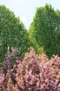 Low angle view of flower trees against sky