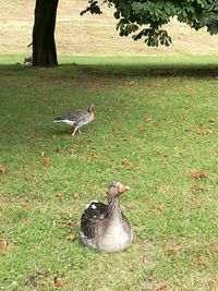 Bird perching on field