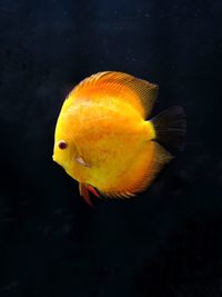 Close-up of fish swimming in sea