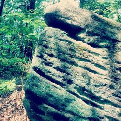 Rocks on tree trunk