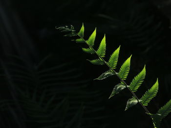 Close-up of palm tree