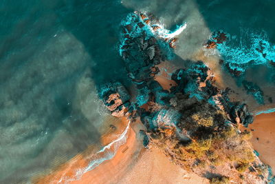 High angle view of coral in sea