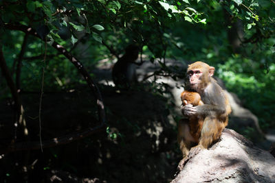 Monkey sitting on rock in forest