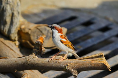 Close-up of bird perching on tree