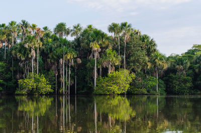 Scenic view of calm lake with trees reflection