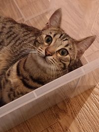 Portrait of tabby cat on floor