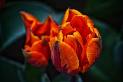 Close-up of orange rose flower