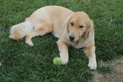 Dog on grass