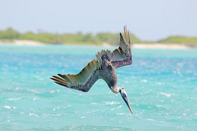 Close-up of pelican diving into sea