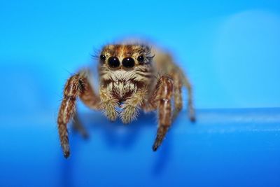 Close-up of spider