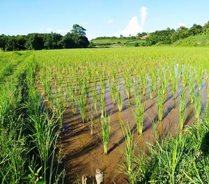 Scenic view of agricultural field against sky