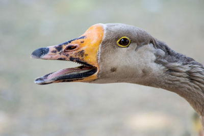 Close-up of bird