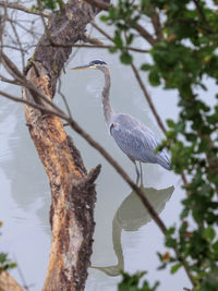 Close-up of gray heron on tree