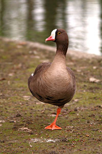 Mallard duck on a field