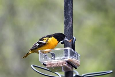 Close-up of bird perching on a feeder