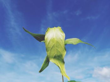 Close-up of plant against blue sky