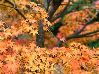 Close-up of maple tree during autumn