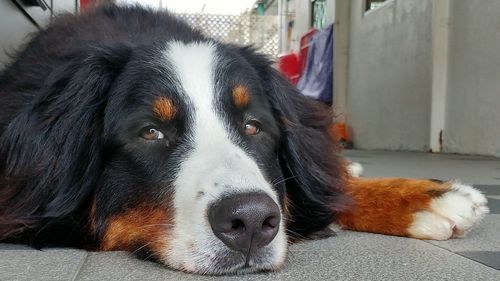 Close-up portrait of dog