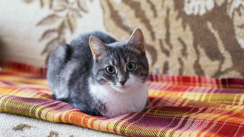 Close-up portrait of cat