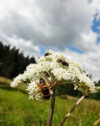 Close-up of insect on flower against sky