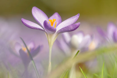 Close-up of purple crocus flowers