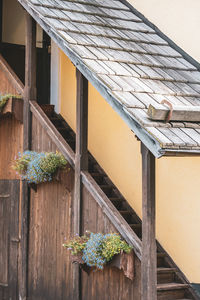 Low angle view of potted plant on building