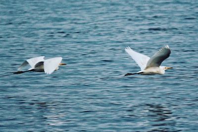 Seagulls flying over sea