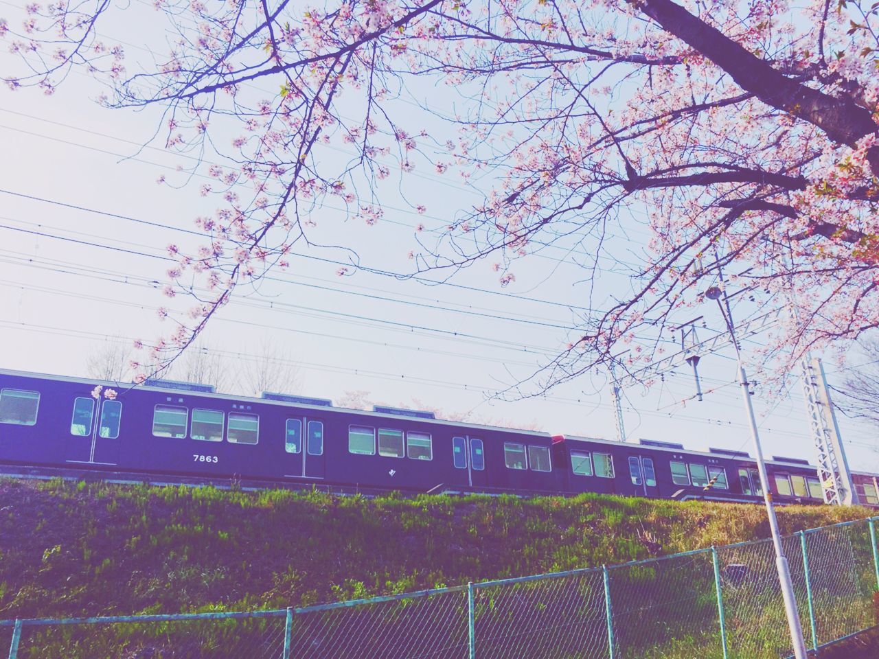 train, rail transportation, tree, train - vehicle, plant, public transportation, sky, transportation, mode of transportation, nature, architecture, no people, built structure, travel, growth, motion, branch, outdoors, railroad track, day, track, cherry blossom