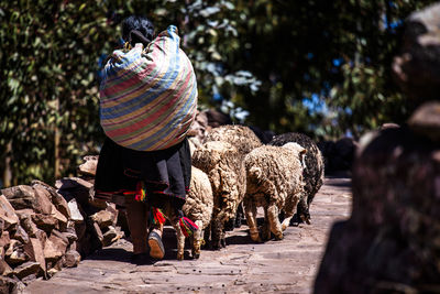 Rear view of woman standing on rock