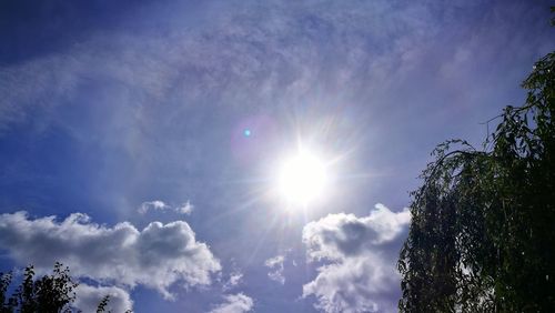 Low angle view of trees against sky