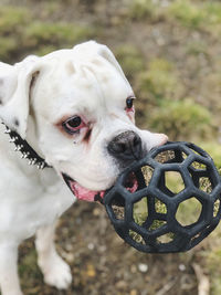 Close-up portrait of a dog