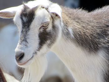 Close-up of white horse