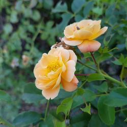 Close-up of yellow flower blooming outdoors