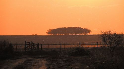 Silhouette trees on field against orange sky