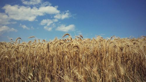 Wheat crop in field