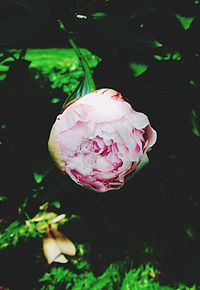 Close-up of pink rose