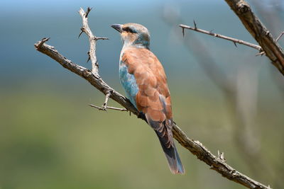 Close-up of a european roller bird perching on branch in the mid day sun