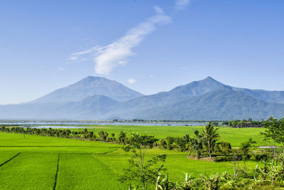 Scenic view of agricultural field against sky